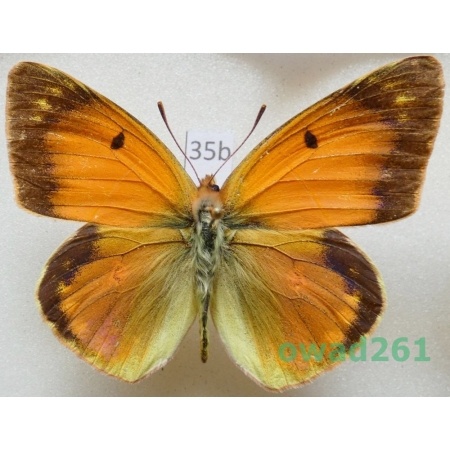 Colias romanovi Grum-Grshimailo, 1885 Kyrgyzstan35b